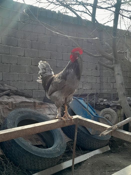 Қораз сатылады,  жалғыз