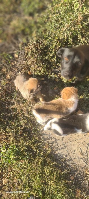 Подарим щенков - звоночков