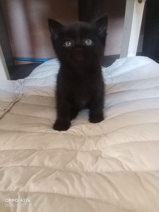 Отдам котят в хорошие руки