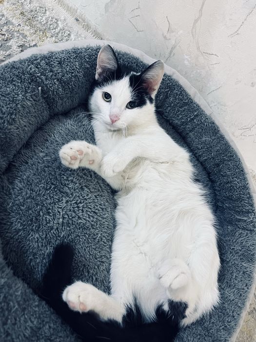 Отдам домашний котёнка в добрые руки