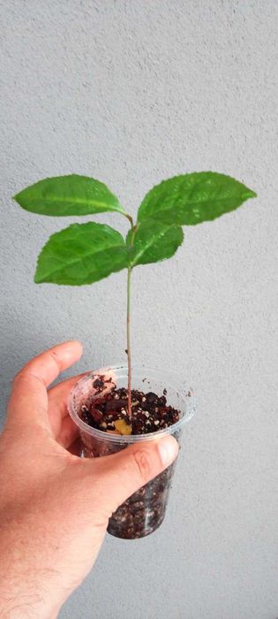 Растения куркума - ядлива; китайски чай - от него правят зеления, черния, oolong чай