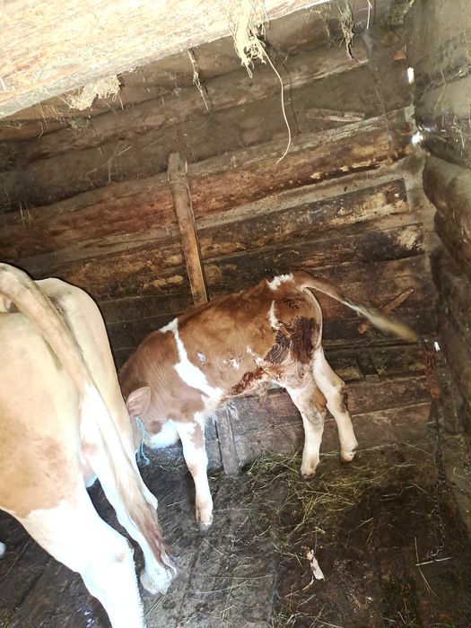 Vaca de 8 ani cu vitel