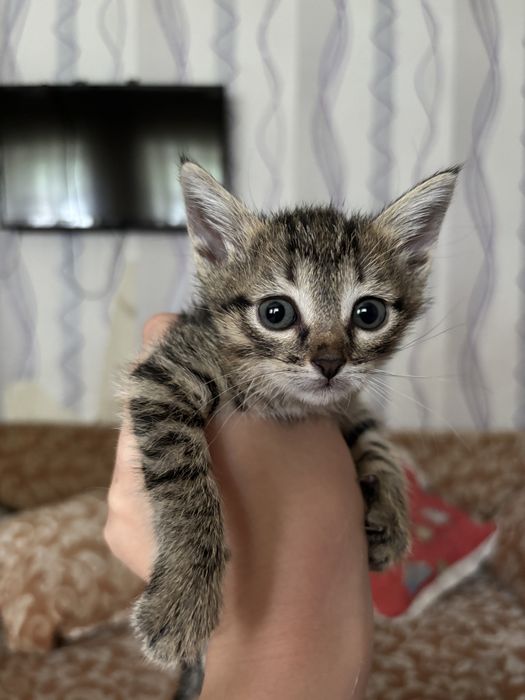 Котята, 2 девочки. Бесплатно