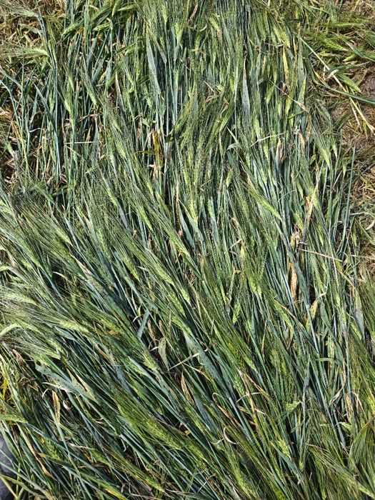 Vând fân de orz 2025