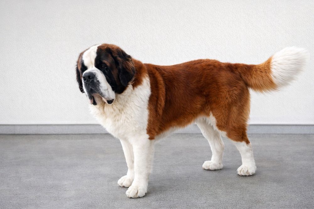 Продам щенков Сенбернара (Бетховен)