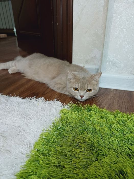 Продаётся британская короткошерстная кошка.
Возраст: взрослая, здорова