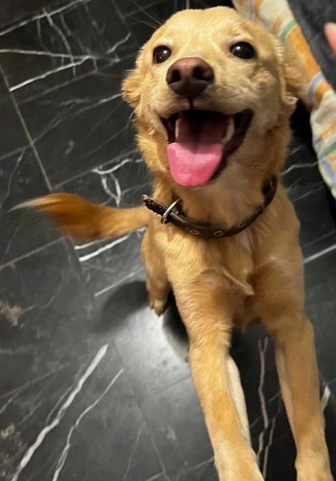 Търси се дом на Беба