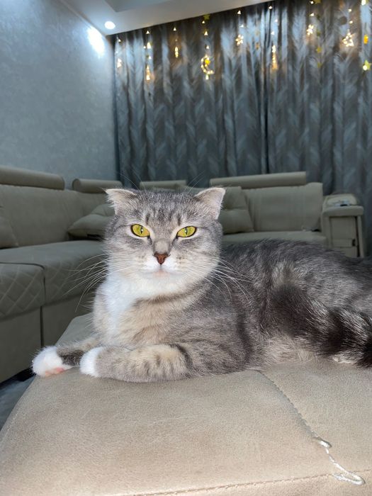 Котенка в хорошие руки