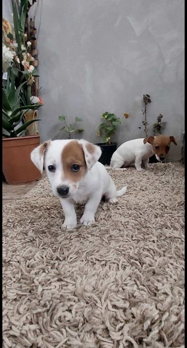 Мини Джак Ръсел  бебенца