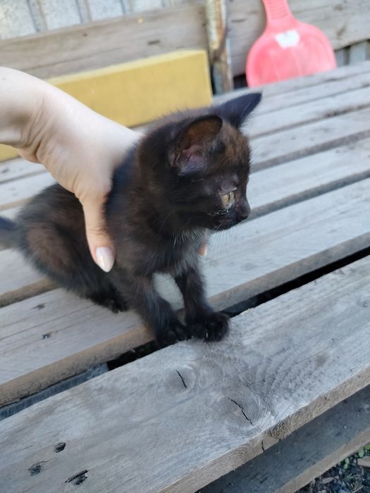 Отдам котёнка в добрые руки. Мальчик