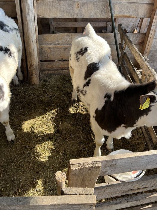 Vand Vitele belgiene