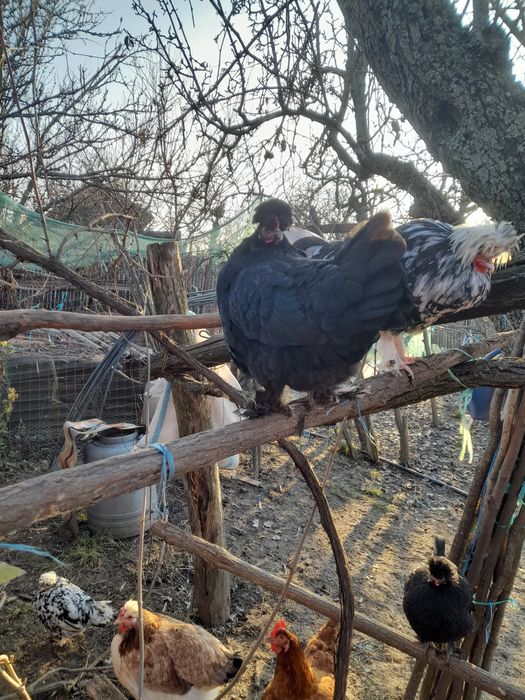 Cocos motat  și puica de anul acesta