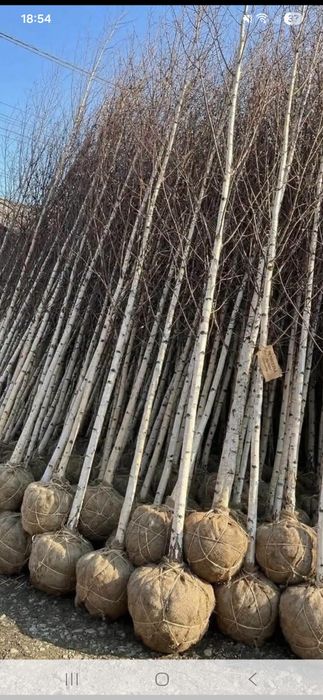 Amenajez spați verzi plante ornamentale mesteacăn tei