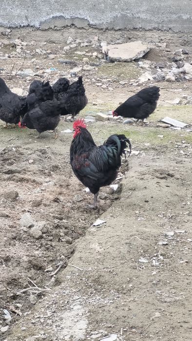 Австролорп руминский уругланган тхумлари