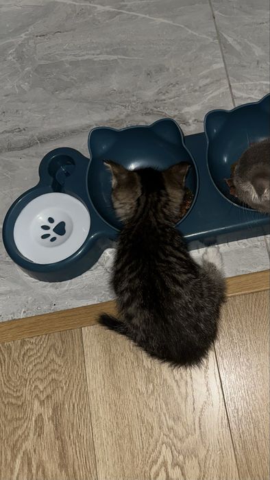 Котёнок 2 месячный …..