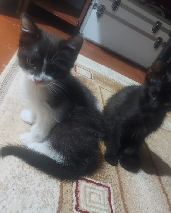 Отдам котят добрые руки