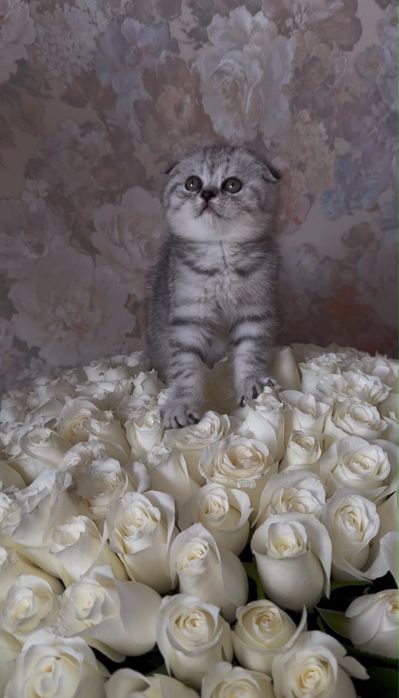 шотландская вислоухая кошка