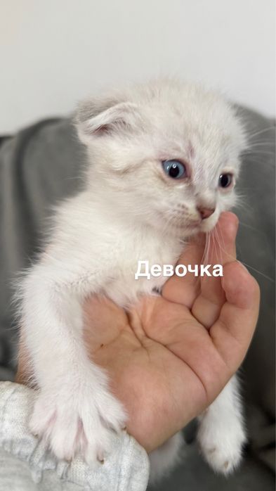 Вислоухие котята