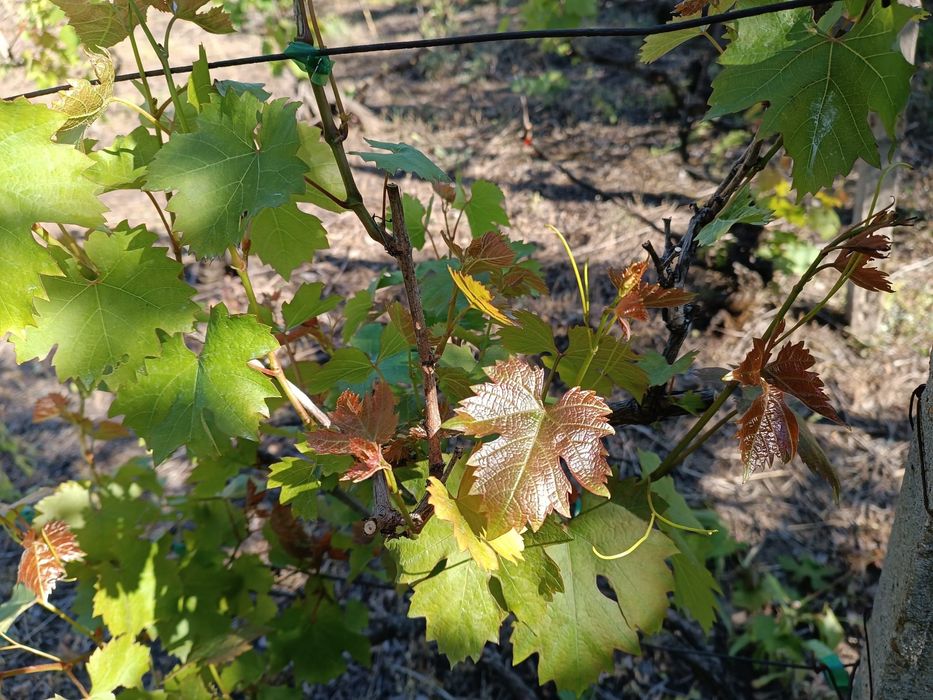 Продава се Къща в Русе, Долапите - 1100 кв.м за 26 €/кв.м - Снимка #1