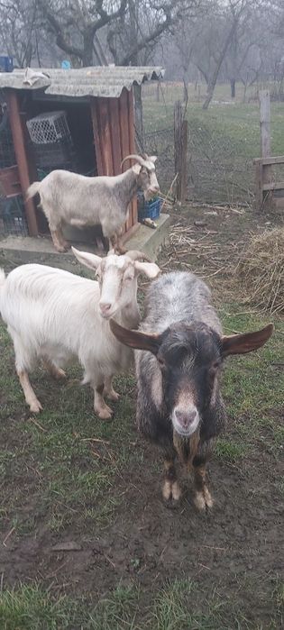 Vind 2 capre si un Tap s-au  schimb