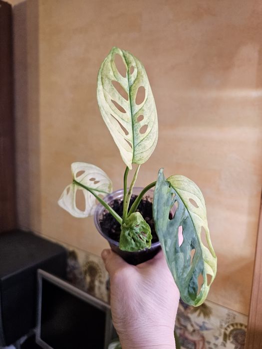 Продам комнатные растения