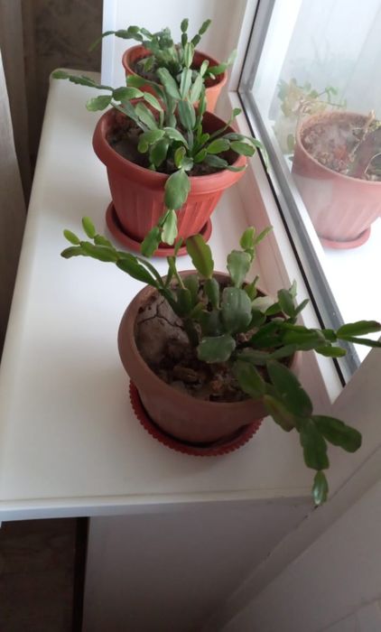 Цветы домашние,  декабрист