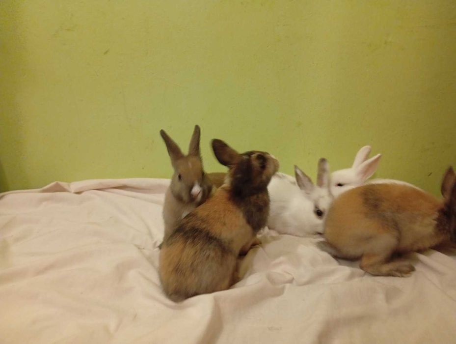 Декоративни зайчета - лъвска глава