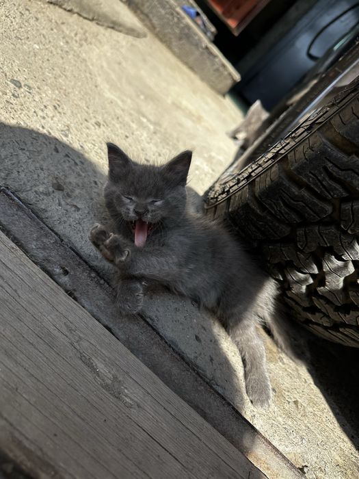 Котята бесплатно