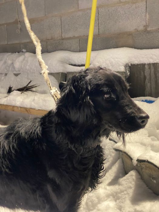 Продам русского спаниеля