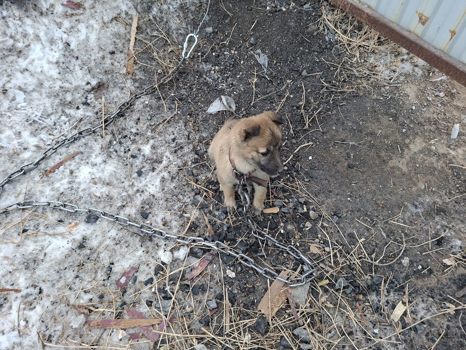 Малинуа Белгиская овчарка