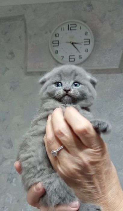 Продаются чистокровные породистые Скотиш фолд  котята