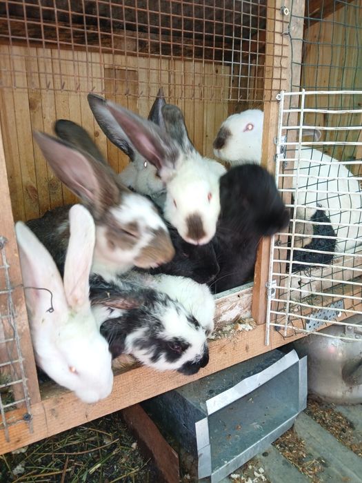 Қояандар сатылады