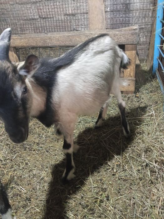 Продам двух козликов Альпочехи