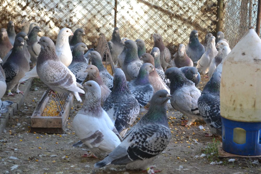 Porumbei Voiajori Standard