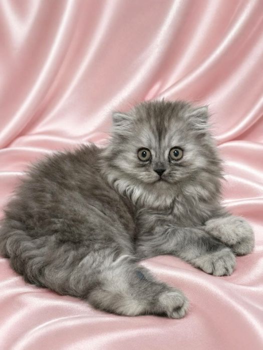 Зотли мушукчалар Породистые котята