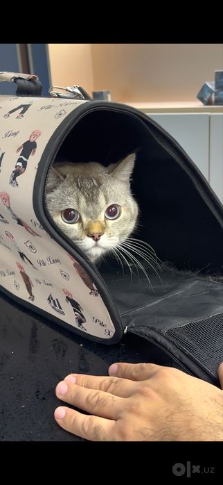 Британский Шиншила