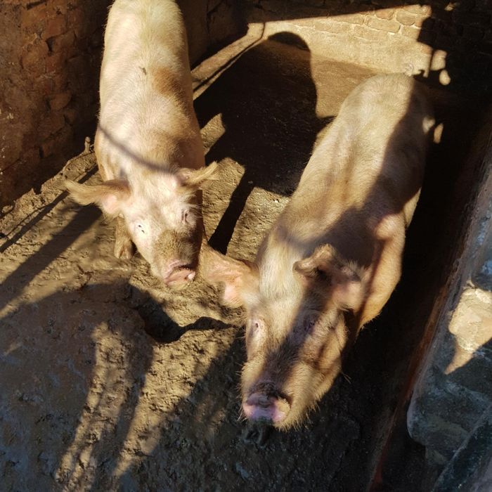 Продавам прасета