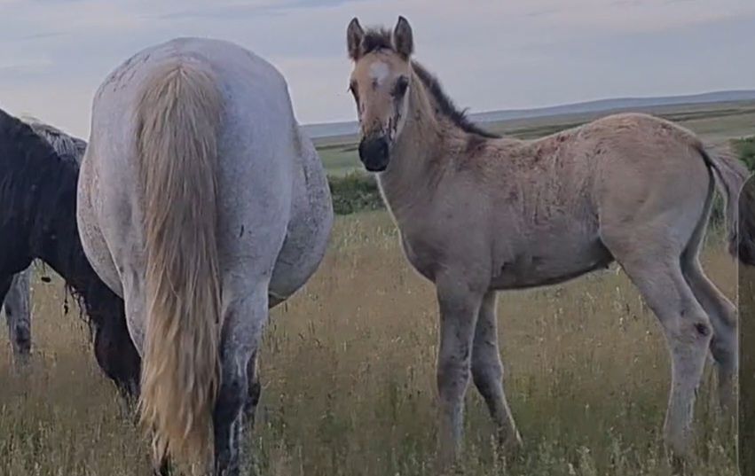 Продам кобылу 5 лет белая 2шт