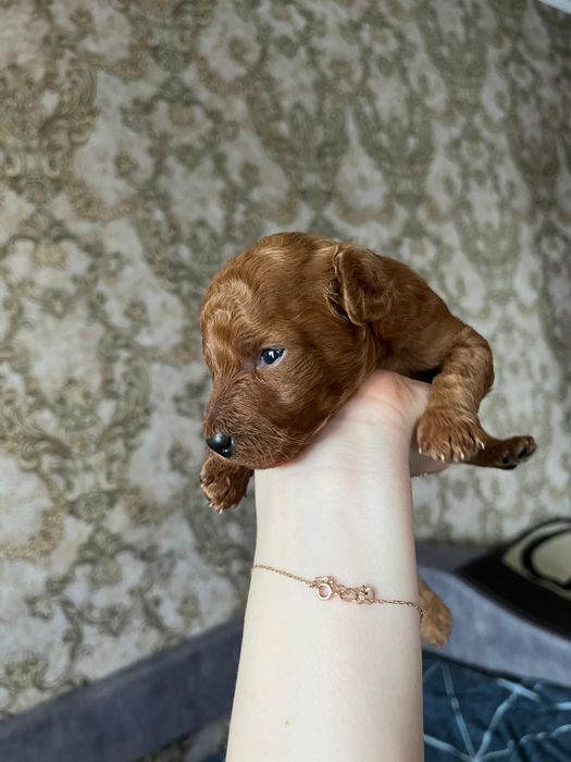 Той пудель Мальчик ищет для связки девочку!