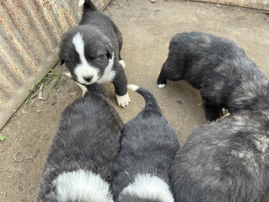Подаряват се кученца - останаха 2 женкси