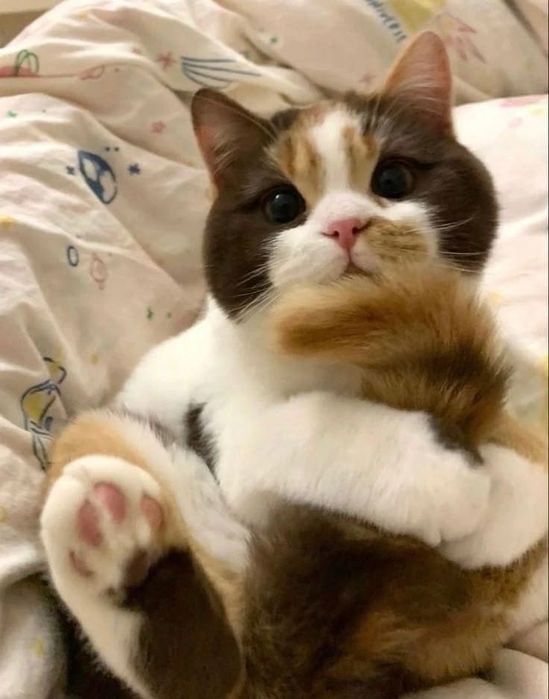 Siberiana de Pădure