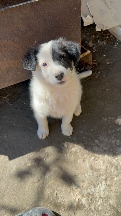 В добрые руки щенок