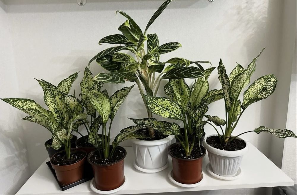 Домашные цветы от 3000 тг