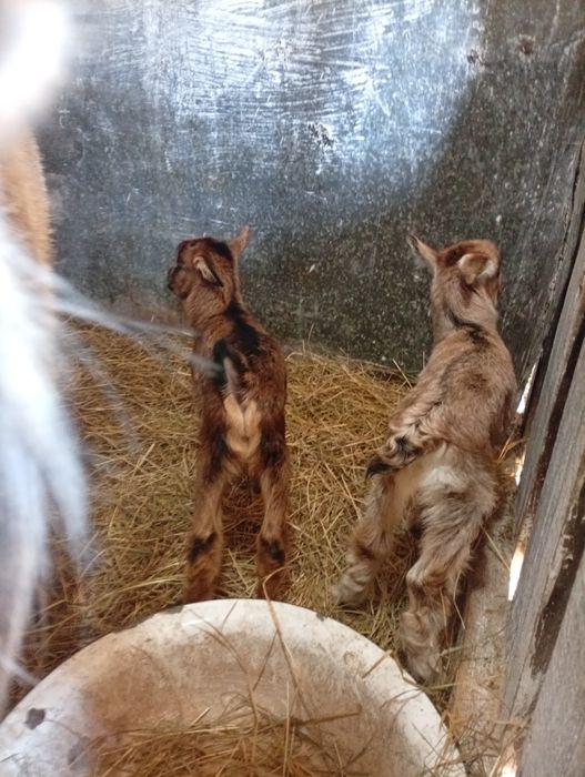 Козлята молочного направления