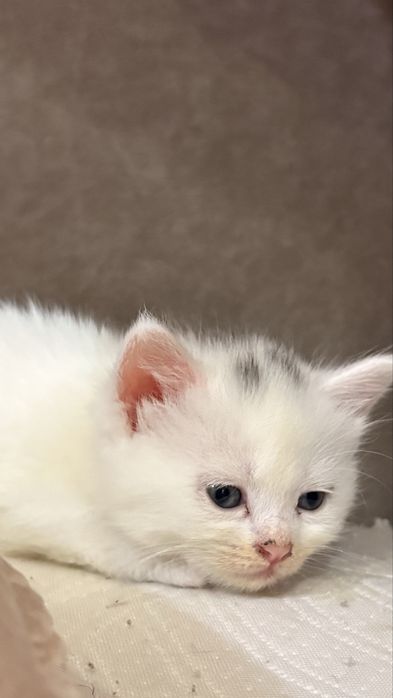 Белые котята сибирской кошки