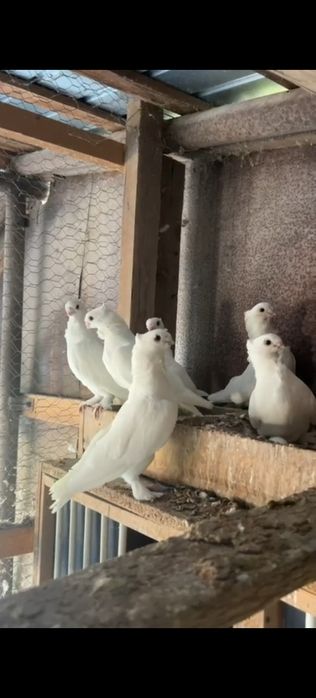 Satineti albi, Misirlii, blueti, hunkari