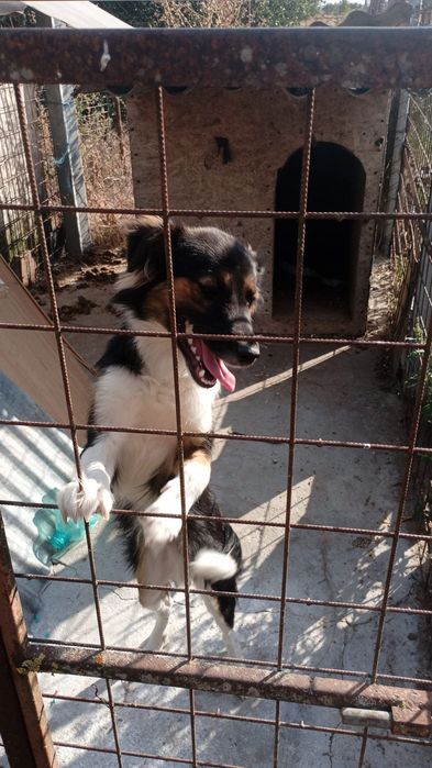 Donez un câine fain maidanez