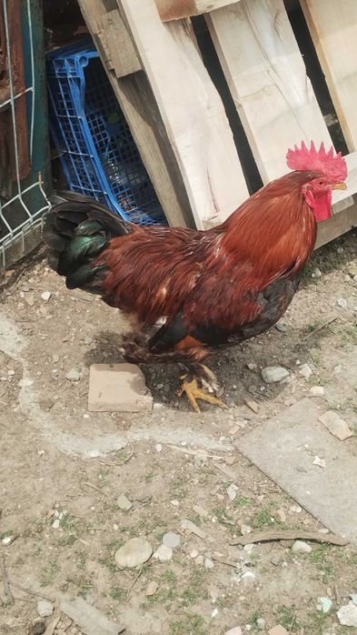 Vând cocoși de țară