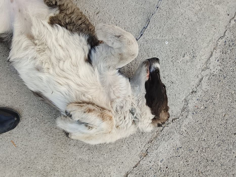 Сабака алабай.  Даром