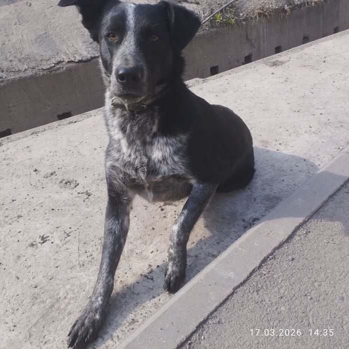 Кто потерял собака сучка молодая